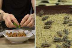 Reportáž Kristýny Pružinové: Takhle vypadá 300 cvrčků na talíři.