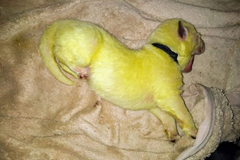 Fenka německého ovčáka porodila 8 štěňat. Jedno z nich je zelené