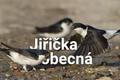 grafika - Jiřička obecná