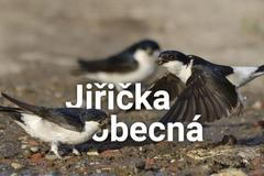 grafika - Jiřička obecná