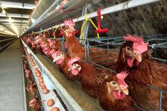 slepice klecový chov ilustrační