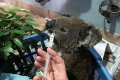 Záběry z provizorní zvířecí nemocnice. Kangaroo Island Wildlife