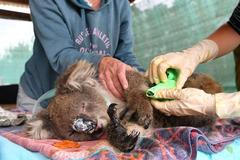 Ošetřovaný koala v Austrálii.