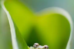 Nominace na Czech Nature Photo 2020