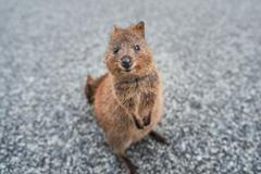 Klokan quokka.