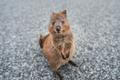 Klokan quokka.