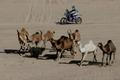 Rallye Dakar 2020, 2. etapa: velbloudi