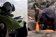 Australané krmí klokany z vrtulníku. Zvířata trpí hlady ve spálených lesích