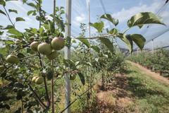 Sklizeň borůvkového sadu Nebílovy - Plzeňsko - Lukrena a.s.