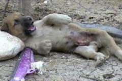 Nohama vzhůru nad ropným vrtem. Chlapec zachránil ropou zmáčené štěně