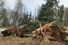 Jeseník, strom, vítr, vyvrácený strom