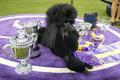 Siba,  Westminster Kennel Club Dog Show 2020