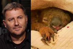 Vyhlídky koalů jsou temné, horší než požáry je ale to, co provádí člověk, říká Storch