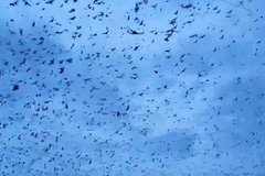 Australské město Ingham zaplavili netopýři