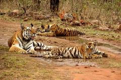 tygr indie zvíře ohrožený druh