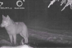 Fotopasti hnutí Duha v Lužických horách zachytily čtyři vlky