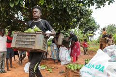 Pěstování avokáda, Angola