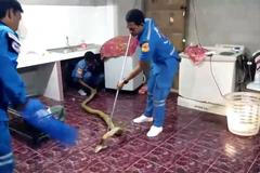 Ženu vyděsila čtyřmetrová kobra královská, schovávala se pod dřezem