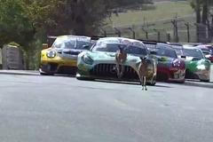 Klokani řadili v tréninku na 12hodinovku v Bathurstu