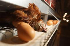 Obrazem: Podívejte se, jak vypadají některé klecové chovy slepic v Česku