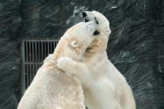 Lední medvěd v Zoo Praha