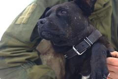 Pes Desátník: Šlápl na minu a zachránil přátelům v boji život. Už je zpět v akci