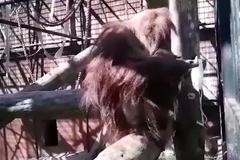 Orangutan se snaží nasadit si roušku