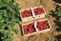 U Prahy začal samosběr jahod. Vyjdou o polovinu levněji než ty v obchodě