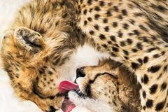 Sony World Photography Awards - finalisté a vítězové kategorií Nature a Motion (Open)