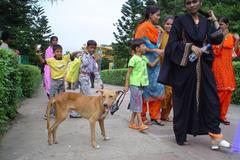 indie indický párijský pes