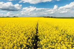 Pole, lány, řepka olejná, degradace půdy