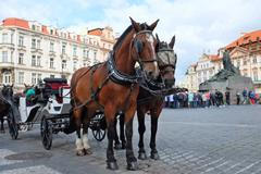 Plicka: Koňské povozy ve městě? Zneužívání zvířat není atrakce, nesmíme ho tolerovat