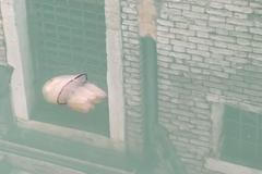 Italský biolog uchvátil internet záběry medúzy v benátském kanále