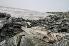 ledovec průsmyk norsko archeologický nález artefakty vikingové