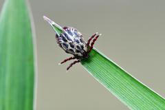 klíště, encefalitida, klíšťata,