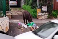 Ulicemi izraelské Haify se v době koronaviru procházejí prasata