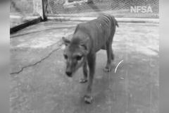 Video z roku 1936: Unikátní záběry zachycují zřejmě posledního tasmánského tygra na světě