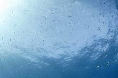 Great white shark is seen in the waters near Guadalupe Island off the coast of Mexico