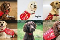 Cvičení psů na rozpoznání covidu-19