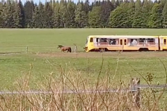 Kůň si umanul, že vlak prostě neprojede