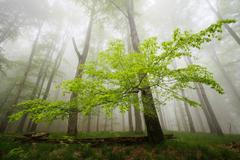 Martin Rak: české lesy na fotografiích