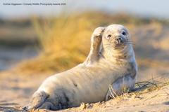 Vtipné fotky zvířat: Comedy Wildlife Photography Awards 2020