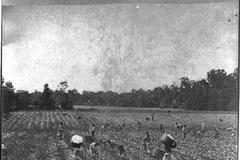 plantáž bavlna USA otroci