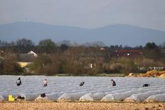 Sběr chřestu v Německu