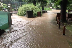 Přívalová vlna vyplavila expozice lachtanů a tučňáků v pražské zoo