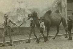 Skauti zachraňují velbloudici Pepitu