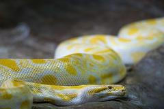 Krajta tmavá albín