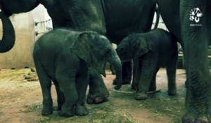 Narození slůněte v ZOO Praha