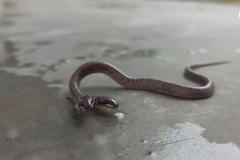 Had s dvěma hlavami. Každá z nich je samostatná a shání se po potravě