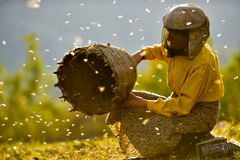 Jde do tuhého. Zabiják Kamila Fily doporučuje nejlepší film o sbírání medu